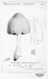 Coprinopsis atramentaria image